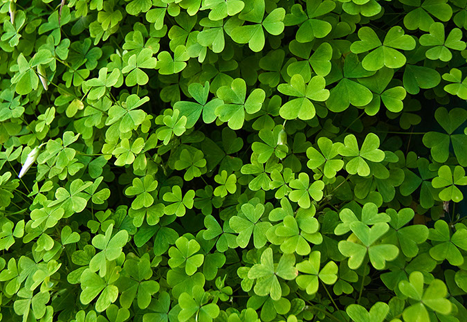 clover_2741