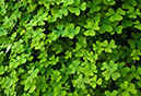 clover_2741